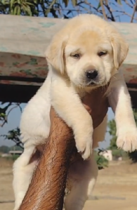 Purchase KCI Registered  Labrador Retriever Puppy from Chennai